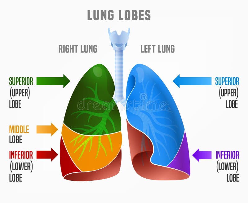 Hombre pulmones pulmones lóbulos a ellos nombres.