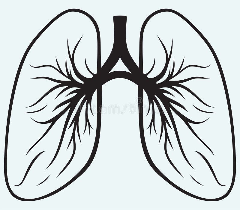 Human lungs isolated on blue background