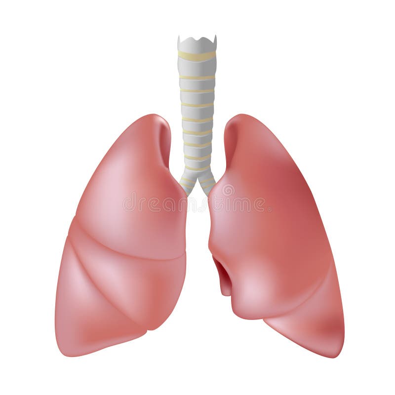 Realistic and accurate illustration of human lungs, eps8. Realistic and accurate illustration of human lungs, eps8