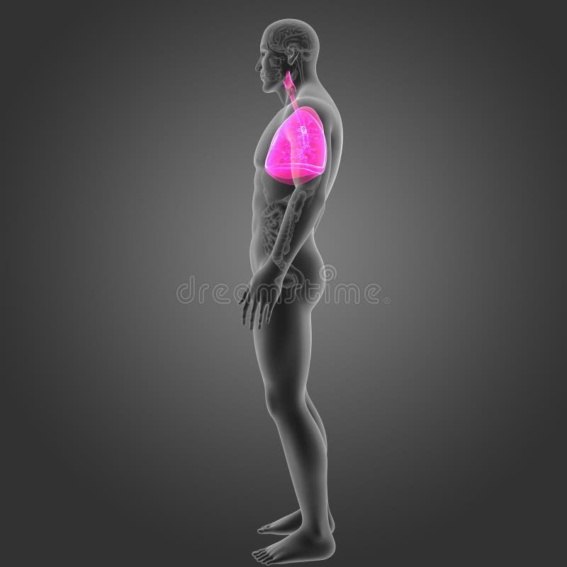 Human Lungs With Organs Lateral View Stock Illustration ...
