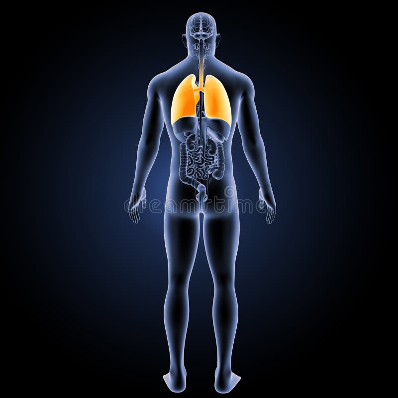 Human Lungs with Organs Posterior View Stock Illustration