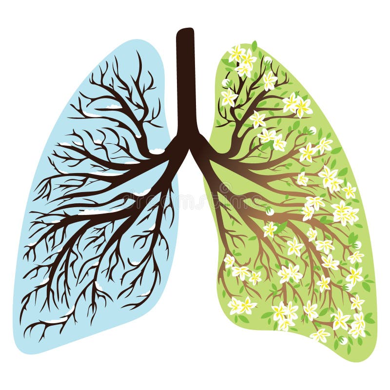 Human lungs. Respiratory system. Healthy lungs. Light in the form of a tree. Line art. Drawing by hand. Medicine. royalty free illustration Human lungs. Respiratory system. Healthy lungs. Light in the form of a tree. Line art. Drawing by hand. Medicine. royalty free illustration
