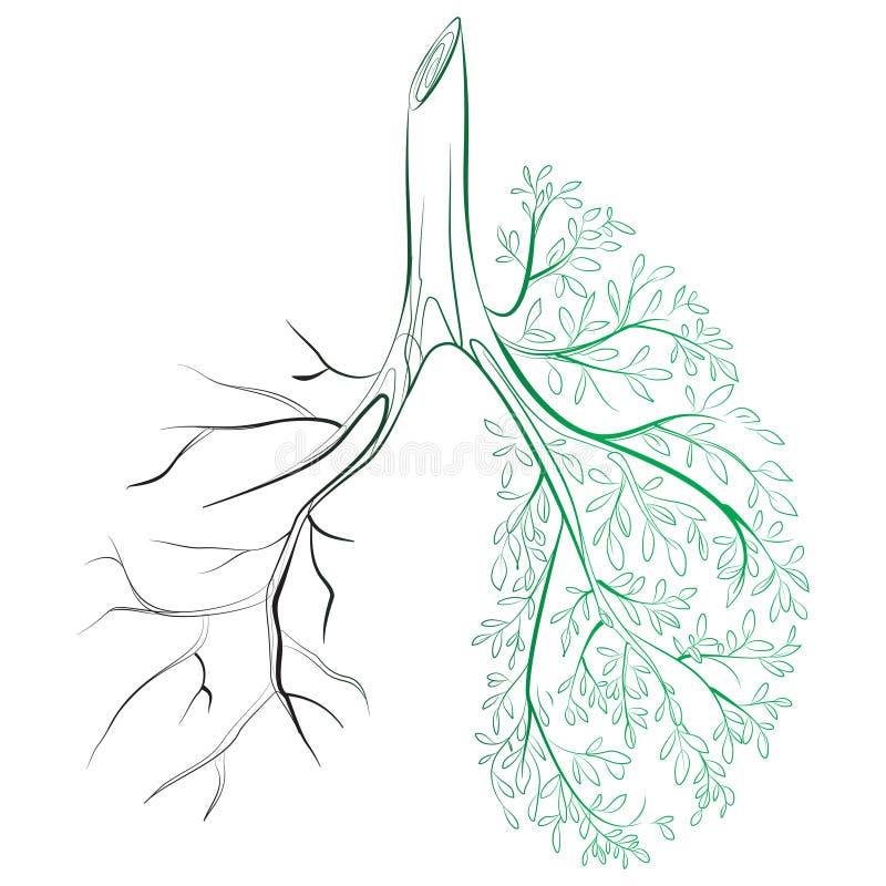Human lungs. respiratory system. Healthy lungs. Light in the form of a tree. Line art. Drawing by hand. Human lungs. respiratory system. Healthy lungs. Light in the form of a tree. Line art. Drawing by hand.