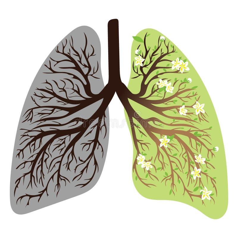 Human lungs. respiratory system. Healthy lungs. Light in the form of a tree. Line art. Drawing by hand. Human lungs. respiratory system. Healthy lungs. Light in the form of a tree. Line art. Drawing by hand.