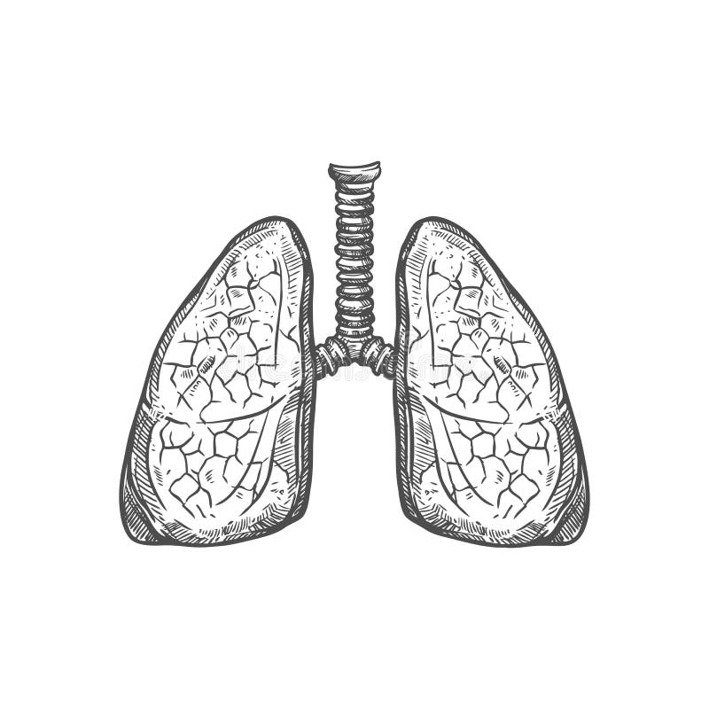 Human Respiratory System Images - Free Download on Freepik