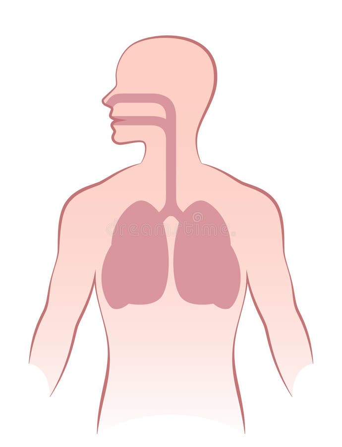 Human lungs on a white background