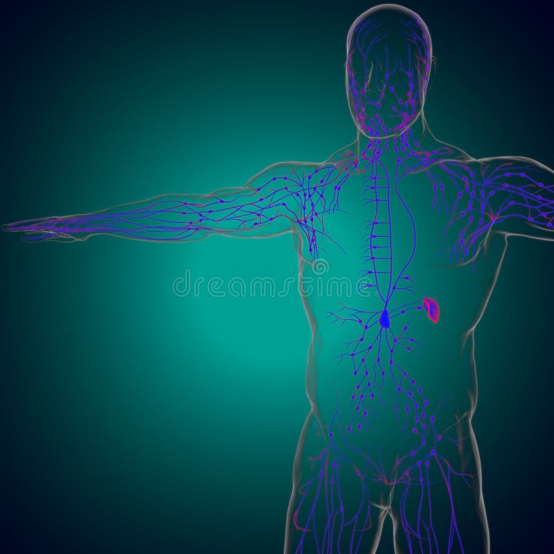 Human Lymph Nodes Anatomy For Medical Concept 3d Rendering Stock