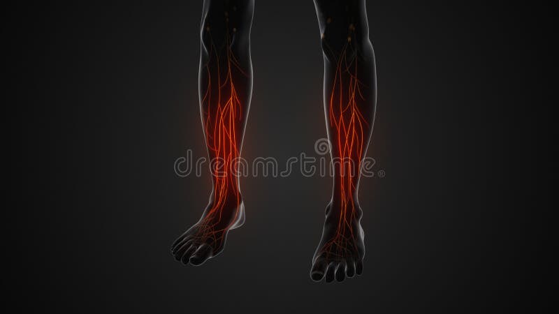 Human Lymphatic System Anatomical Structure Stock Illustration ... Biology Diagrams