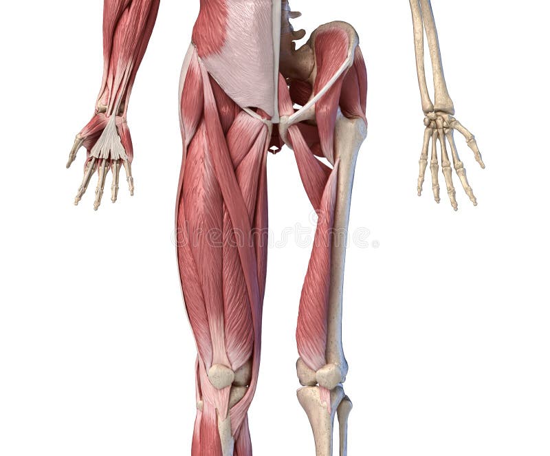 Muscle Anatomy Hip