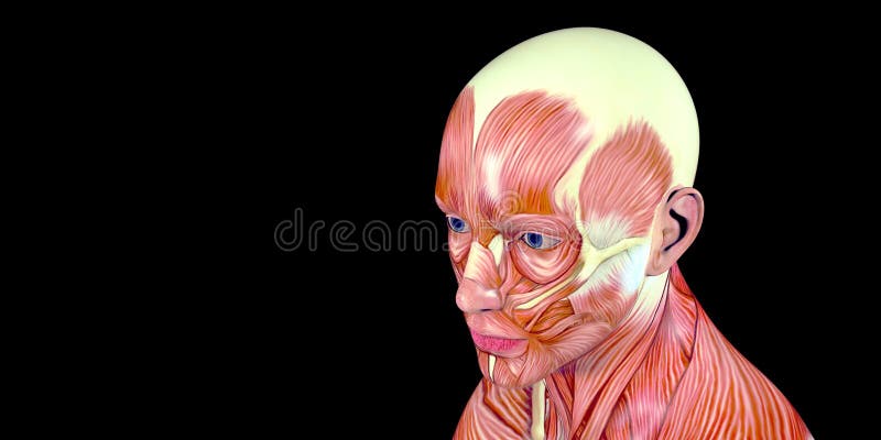 Human Male Body Anatomy Illustration of a human head with visible muscles stock illustration Human Male Body Anatomy Illustration of a human head with visible muscles stock illustration