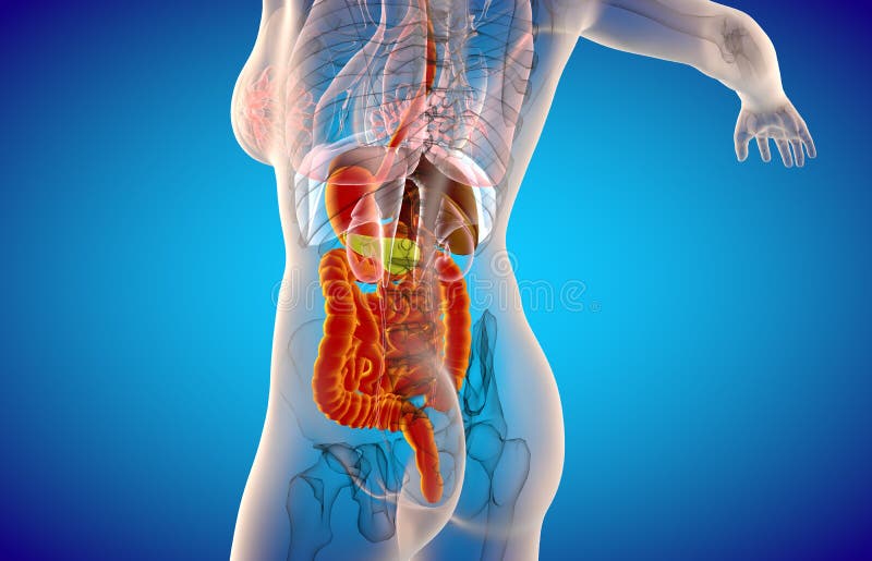 digestive system clipart