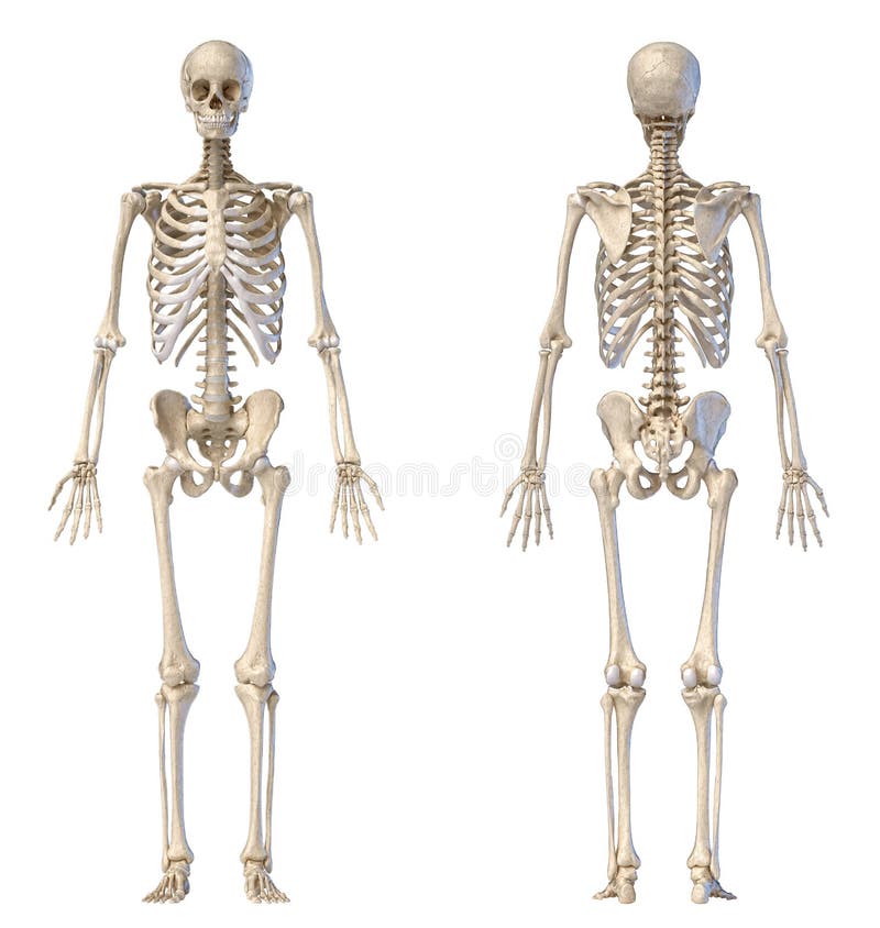Human Male Skeleton Full Figure Front And Back Views Stock