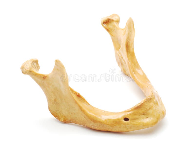 Human mandible