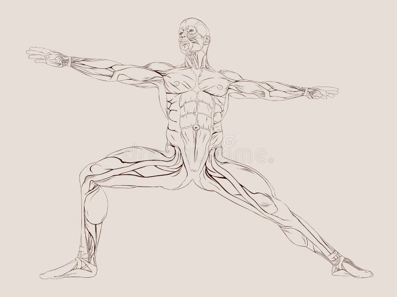 human muscle anatomy 27553880