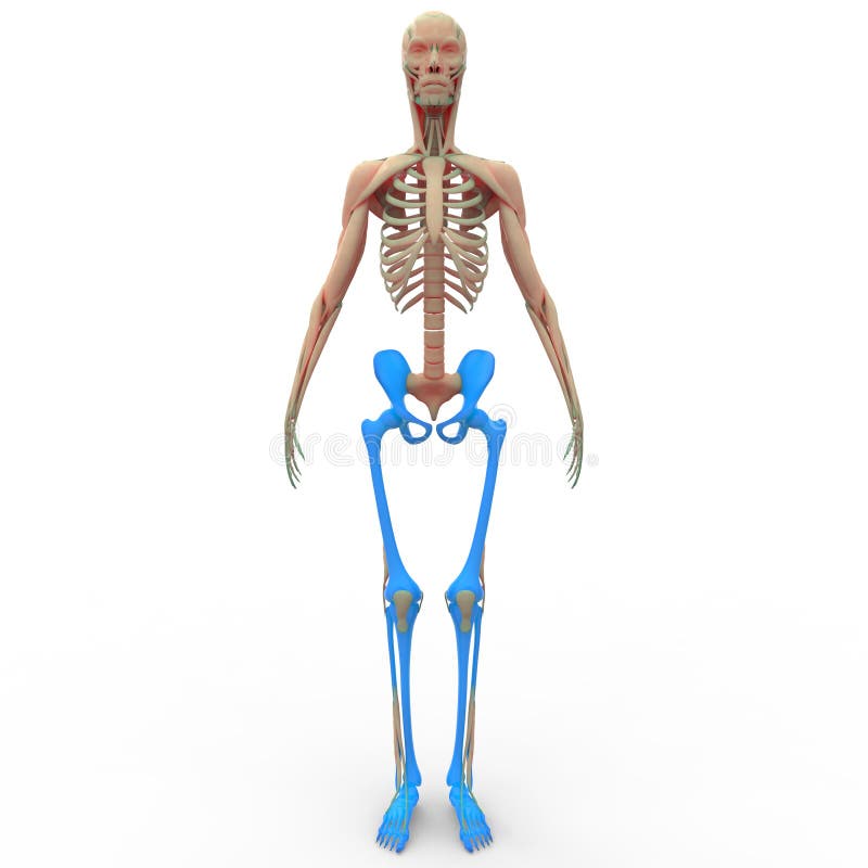 Human Muscle Body With Skeleton Stock Illustration - Illustration of
