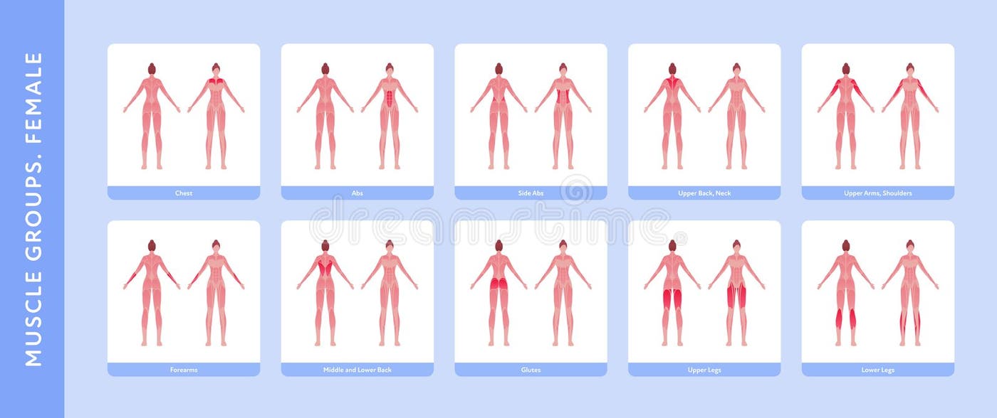 Full Human Body Diagram Stock Illustrations – 211 Full Human Body ... Biology Diagrams