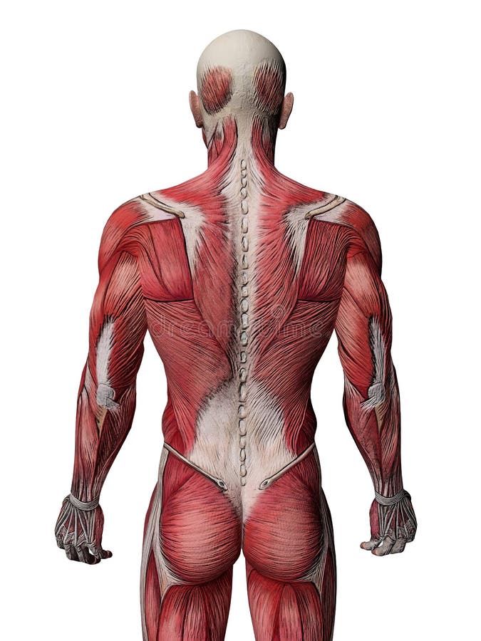 Muscle female back stock illustration. Illustration of muscles - 14370014