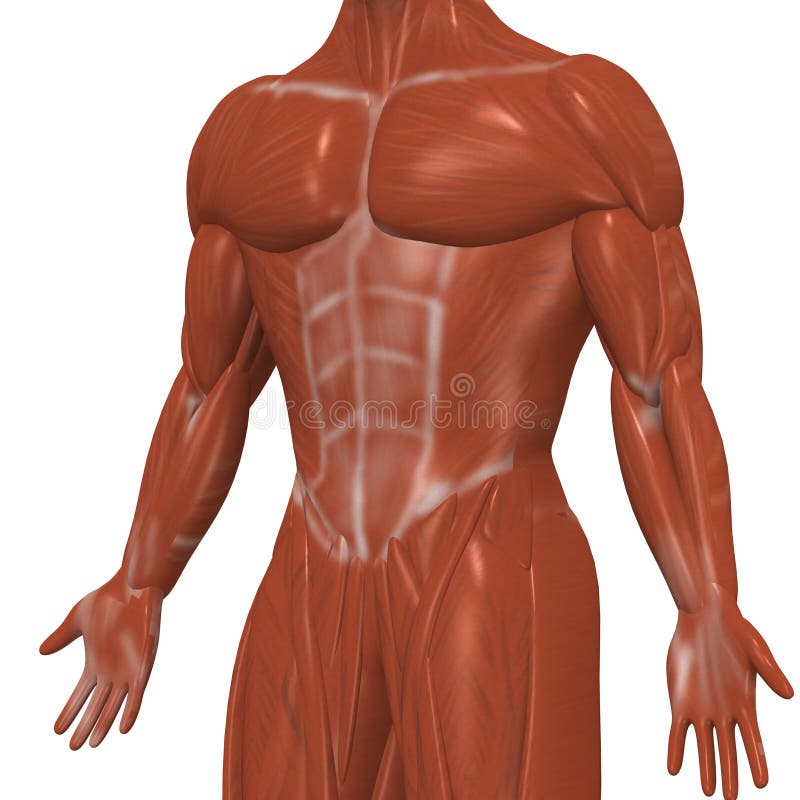 Human muscles stock illustration. Illustration of human 11127419