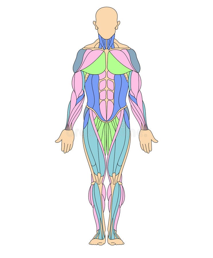 Human Muscular System Stock Vector Illustration Of Oblique 214774070