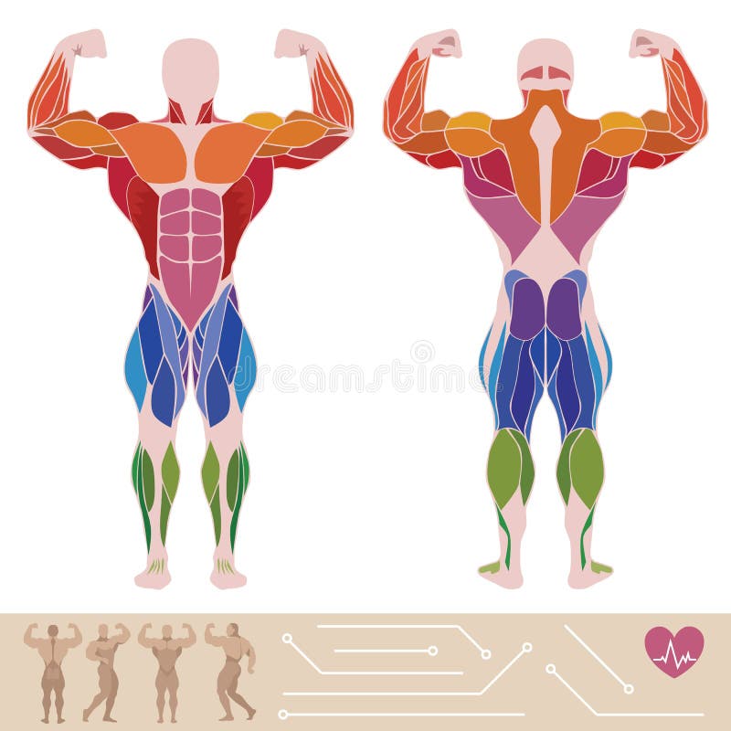 Human Body Anatomy Workout, Front and Back Muscular System of Muscle Groups  Parts . Flat Medical Scheme Poster of Training Healthc Stock Vector -  Illustration of dashboard, human: 142535743