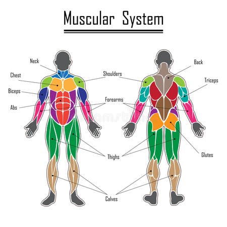 Outline Human Muscles Diagram Stock Illustrations – 58 Outline Human ...