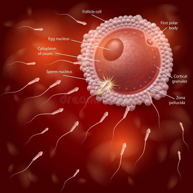  Human Fertilization  Diagram Stock Vector Illustration of 