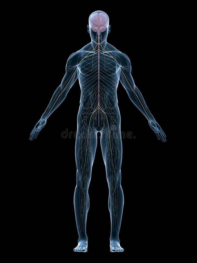 Tridimensional fusionado ilustraciones de hombre nervio sistema.