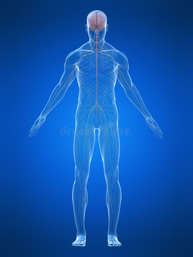 Human nerve system