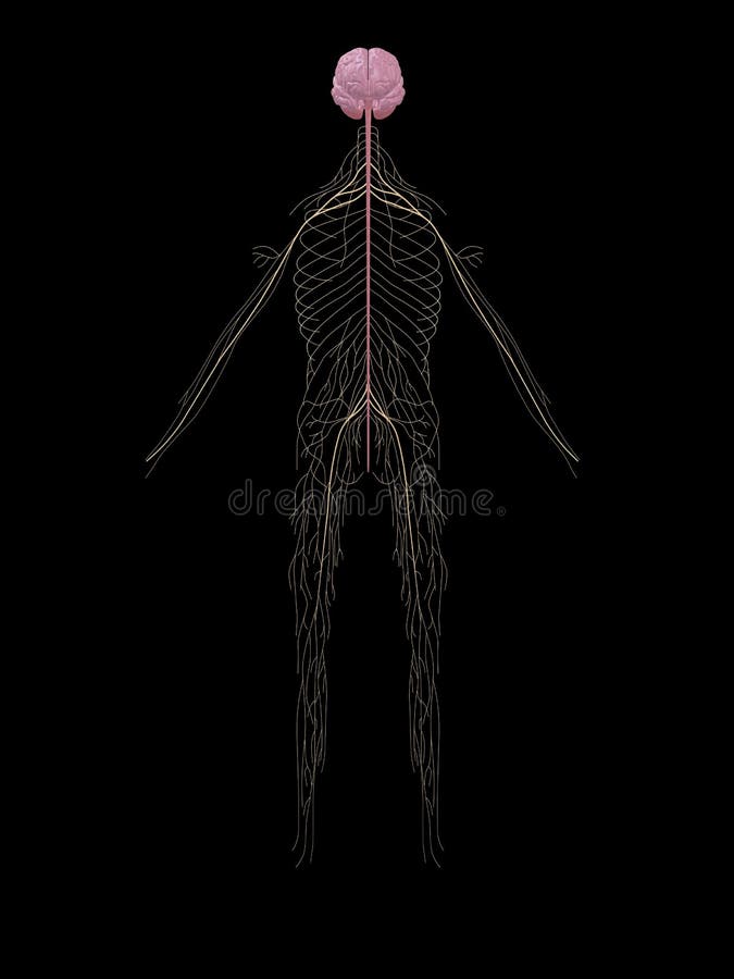 Human nerve system