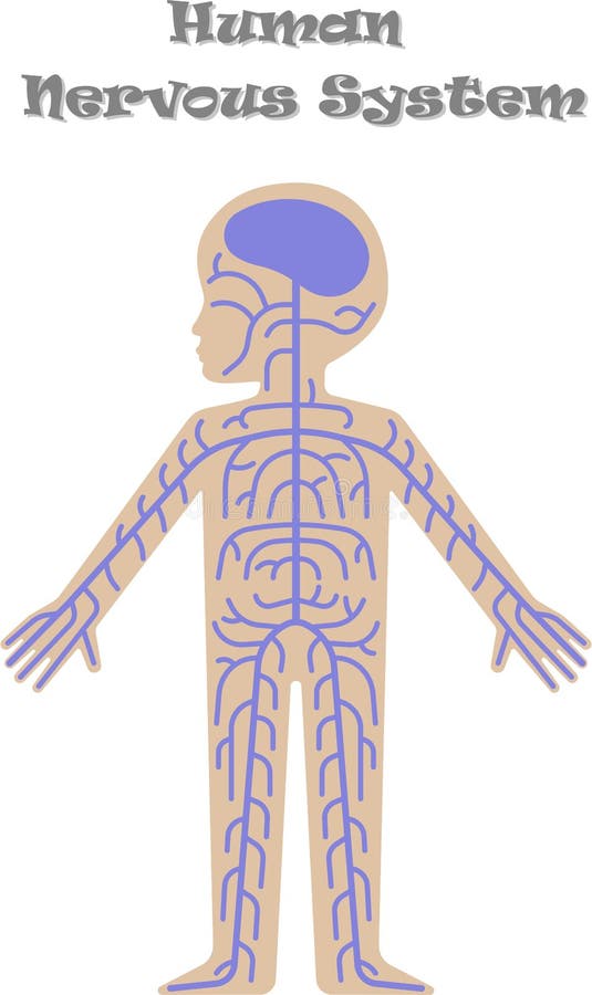 Human Nervous System for Kids Stock Vector - Illustration of isolated, front: 90997083 Human Nervous System for Kids Stock Vector - Illustration of isolated, front: 90997083