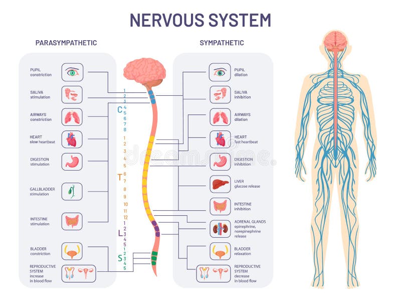 Human nervous system. Sympathetic and parasympathetic nerves anatomy and functions. Spinal cord controls body internal