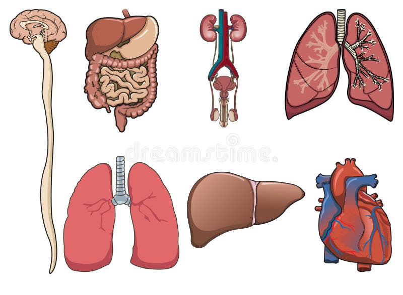 Human organ in vector illustration Human organ in vector illustration