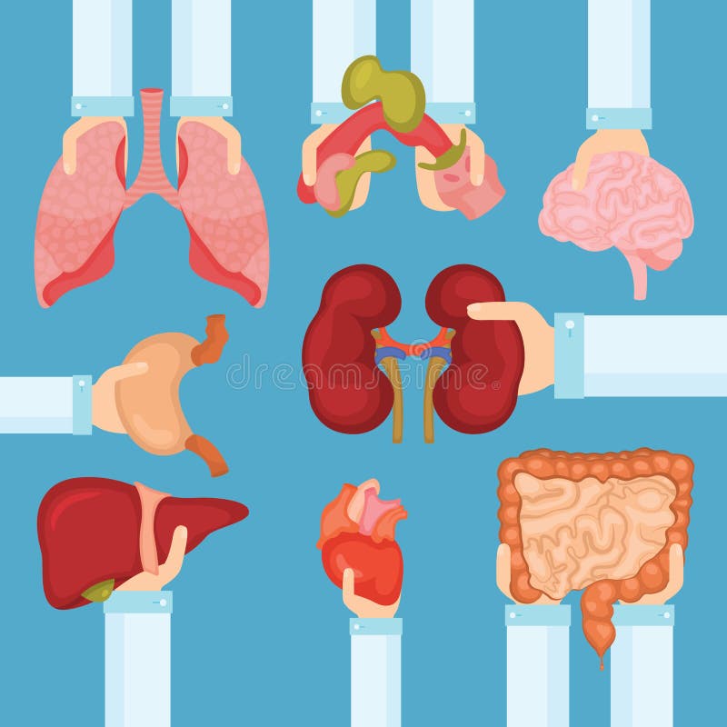 Human organ for transplantation concept with hands, medical banner stock illustration Human organ for transplantation concept with hands, medical banner stock illustration
