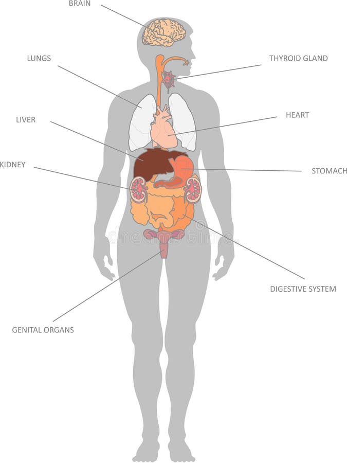 Human organs stock vector. Illustration of genital, digestorium - 9863643