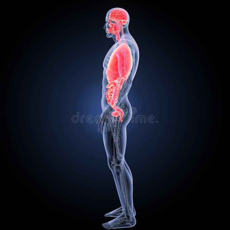 Human Organs stock illustration. Illustration of body Biology Diagrams