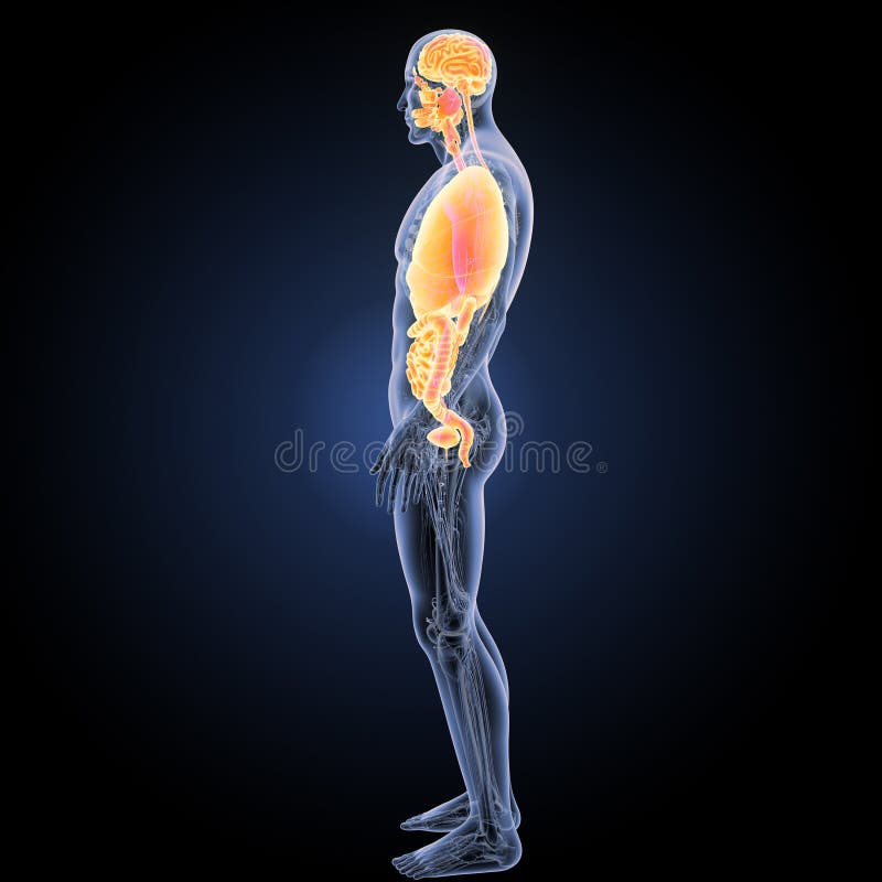 Human Organs stock illustration. Illustration of body Biology Diagrams