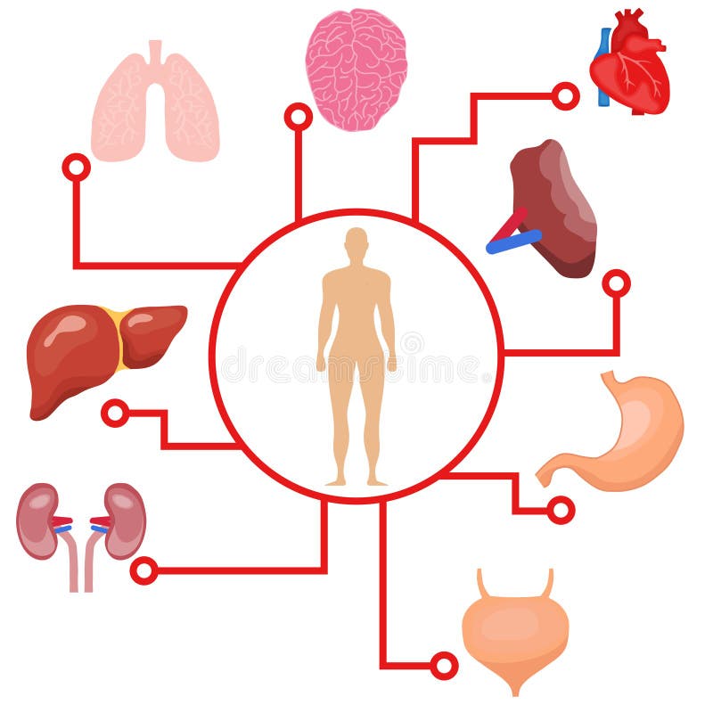 Human Organs, the Placement of Human Organs in the Body. Human Anatomy ... Biology Diagrams