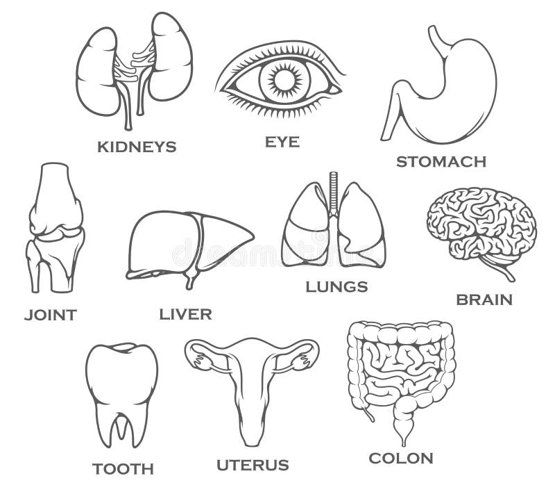 Human Body Parts Icons Stock Illustrations – 1,091 Human Body Parts ...
