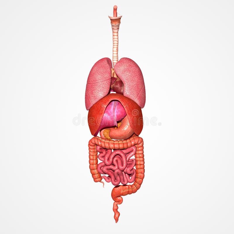 Human Organs Posterior View Stock Illustration - Illustration of