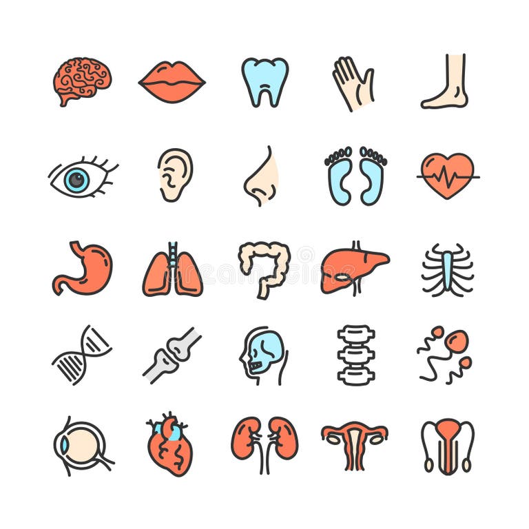 Human Bone Vector Stock Illustrations – 43,748 Human Bone Vector Stock