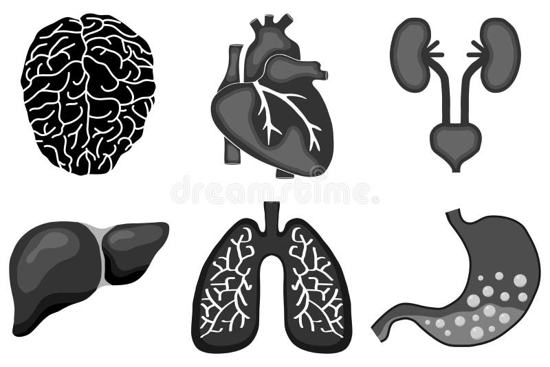Human Organs, the Placement of Human Organs in the Body. Human Anatomy ... Biology Diagrams