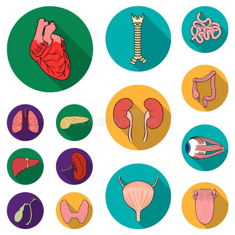 Human Organs Flat Icons in Set Collection for Design. Anatomy and ...