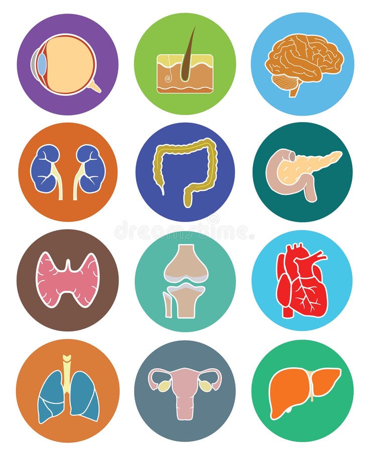 Human organs icon set stock illustration. Illustration of knee - 54540927