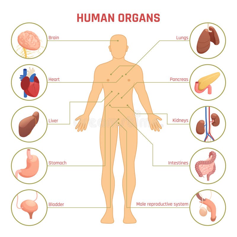 Human organ name