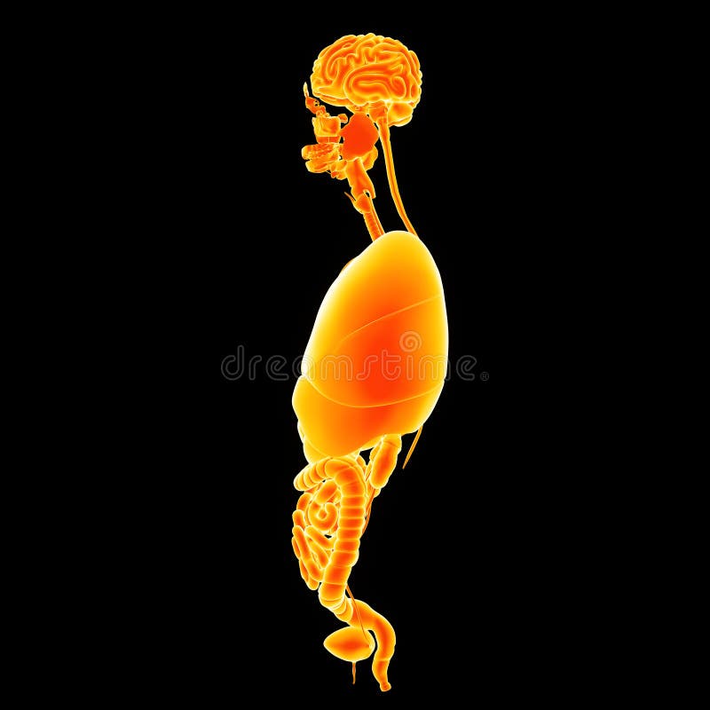 Human organs lateral view stock illustration. Illustration of rectum ... Biology Diagrams