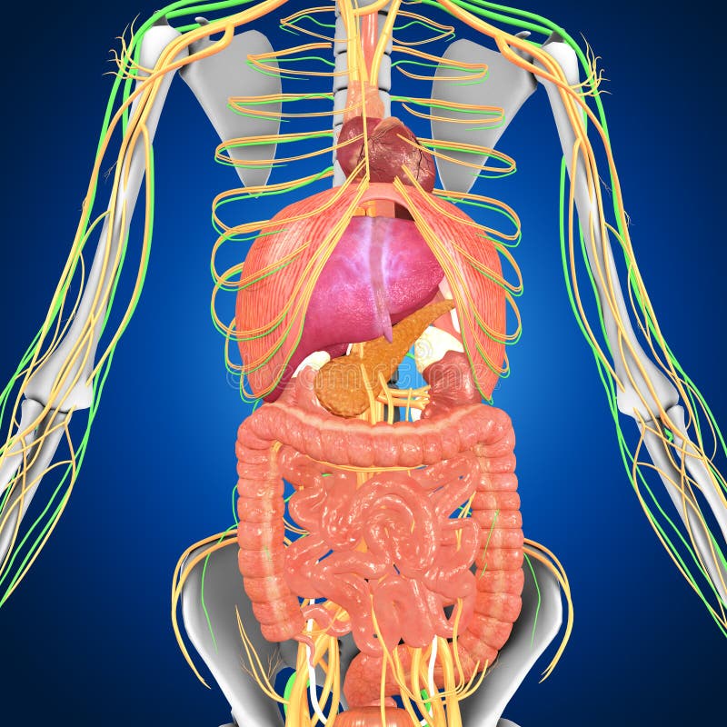 Organ of human stock photo. Image of intestine, internal - 43290204