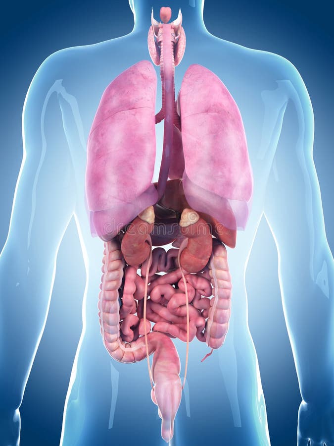 Human organs stock illustration. Illustration of ilium 2719690