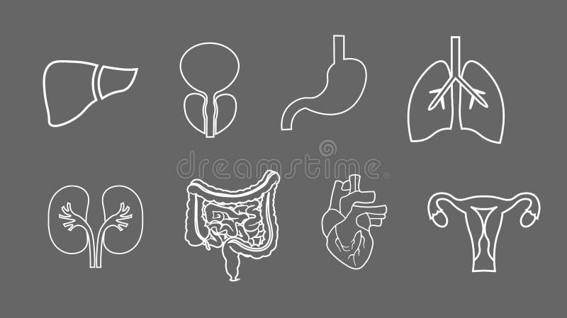 Human organs line icons set. Anatomy of body. Reproductive system, Lungs, Uterus, stomach, heart, liver illustrations royalty free illustration Human organs line icons set. Anatomy of body. Reproductive system, Lungs, Uterus, stomach, heart, liver illustrations royalty free illustration