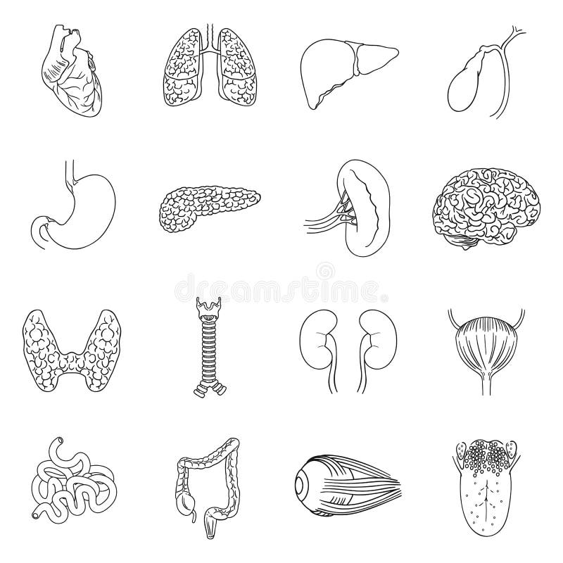 Human Organs Set Icons in Outline Style. Big Collection of Human Organs ...