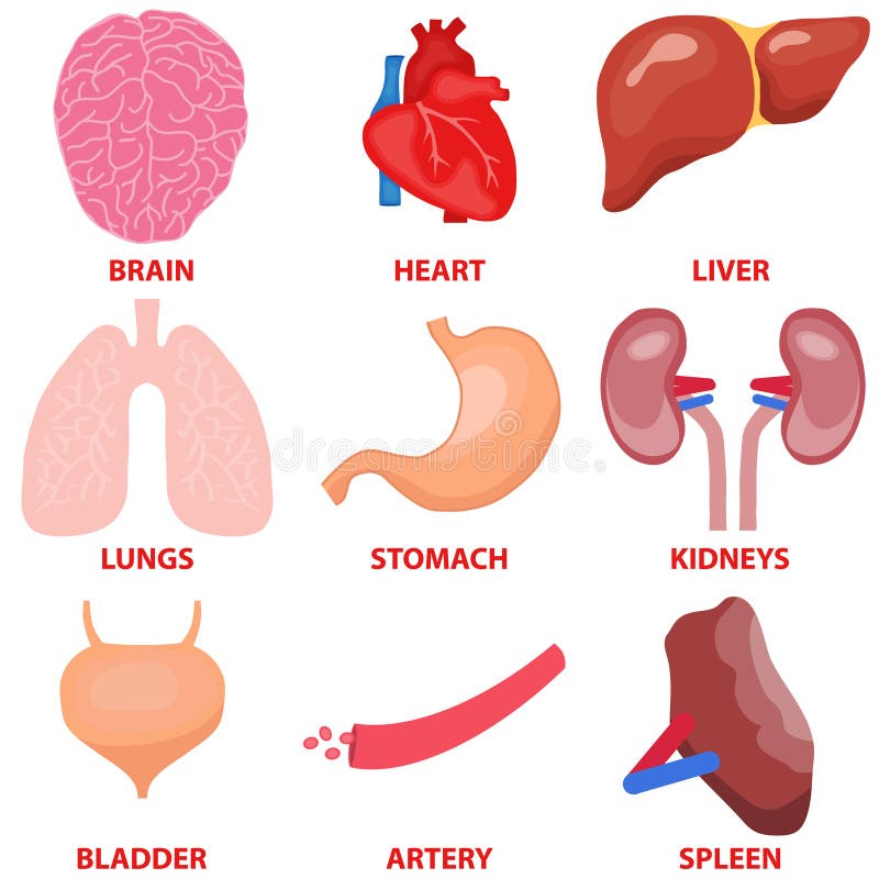 Human Organs, the Placement of Human Organs in the Body. Human Anatomy ... Biology Diagrams